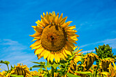 Sonnenblumenfeld in der Blüte, mit Insekten, Bayern, Deutschland