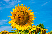 Sonnenblumenfeld in der Blüte, mit Insekten, Bayern, Deutschland