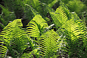 Ferns, plants, flora, nature, 