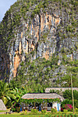 Cuba, Vinales, mogote, limestone cliff, rural house, 