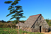 Cuba, Vinales Valley, Valle de Vinales, tobacco farm, tobacco drying barn, bohio, 