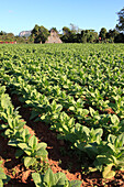 Cuba, Vinales Valley, Valle de Vinales, tobacco farm, tobacco drying barn, bohio, 