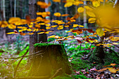  autumn, mushroom, tree stump, leaves, forest 