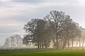  Autumn, Lower Rhine, trees, fog, sun, backlight, morning 