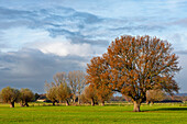  Autumn, Lower Rhine, trees, clouds, sun 