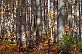  Autumn, Fichtel Mountains, Upper Franconia, Wunsiedel district, Nusshardt, beech forest, beech trees, beech avenue, leaves, sun, sunlight 