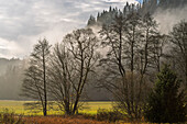  Autumn, Upper Franconia, Franconian Forest, fog, trees 