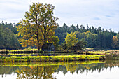  Autumn, Bavaria, Upper Palatinate, Tirschenreuth, pond pan, water, trees, leaves, reflection 