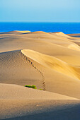 Sand dunes, Maspalomas, Playa del Ingles, Gran Canaria, Canary Islands, Spain