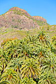 Oasis, Santa Lucía de Tirajana, Gran Canaria, Canary Islands, Spain