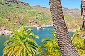 Palm trees, Presa de la Sorrueda, Gran Canaria, Canary Islands, Spain