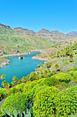 Palm trees, Presa de la Sorrueda, Gran Canaria, Canary Islands, Spain