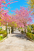 Giardino ibleo, Ragusa Ibla, Ragusa province, Sicily, Italy