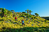  Three people hiking through grassland with banana trees, Wild Coast Trail, Wild Coast, Eastern Cape, South Africa 