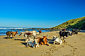  Cattle herd on the sandy Mkozi beach, Wild Coast Trail, Wild Coast, Eastern Cape, South Africa 