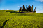  Cypress grove &quot;I Cipressi&quot; in the Orcia Valley, Val d&#39;Orcia, Tuscany, Italy 