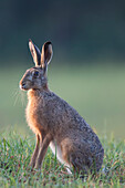  European hare, Lepus europaeus, in a meadow, Scania Province, Sweden 