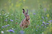 European hare, Lepus europaeus, in a flower meadow, Schleswig-Holstein, Germany 