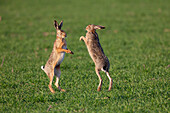  European hare, Lepus europaeus, mating hares, Schleswig-Holstein, Germany 