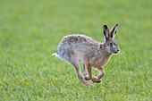  European hare, Lepus europaeus, running hare, spring, Schleswig-Holstein, Germany 