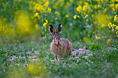  European hare, Lepus europaeus, in a rapeseed field, Schleswig-Holstein, Germany 