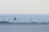  Red deer, Cervus elaphus, stag with female in early morning fog, Western Pomerania Lagoon Area National Park, Mecklenburg-Western Pomerania, Germany 
