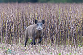  Wild boar, Sus scrofa, sow in a harvested bean field, Schleswig-Holstein, Germany 