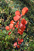 Young aspen shrub, Kivitunturi forest, region of Savukoski,Lapland,Finland, Northern Europe