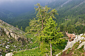  Alpensteinbock, Fontanalba-Tal, Nationalpark Mercantour, Departement Alpes-Maritimes, Region Provence-Alpes-Côte d'Azur, Südostfrankreich, Europa. 