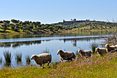  Schafe am Ufer des Stausees von Alqueva am Fluss Guadiana in der Nähe von Mourao, Reguengos de Monsaraz, Region Alentejo, Portugal, Südeuropa 