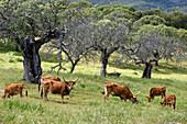 Cachena cattle in meadow near Amareleja, Alentejo region, Portugal, southwertern Europe