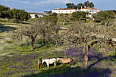 Herd of horses in a flowering meadow, Noudar Nature Park, near Barrancos, Alentejo region, Portugal, southwertern Europe