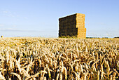  Weizenfeld und Strohballen, Beauce, Eure-et-Loir-Abteilung, Centre-Region, Frankreich, Europa 