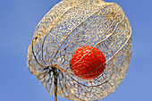  leuchtend rote Früchte in der getrockneten Schale der Lampionblume (Physalis alkekengi) 