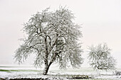 covered with snow apple trees, department of Eure-et-Loir, Centre-Val-de-Loire region, France, Europe