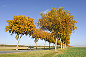 plane tree-lined road,Eure-et-Loir department,Centre region,France,Europe