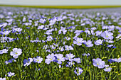 flax field flowering, Centre-Val de Loire region, France, Europe