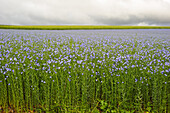 flax field flowering, Centre-Val de Loire region, France, Europe