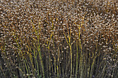 mature flax field, Eure-et-Loir department, Centre-Val de Loire region, France, Europe
