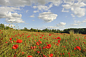 Mohnblumen in einem Feld, Departement Eure et Loir, Region Centre, Frankreich, Europa