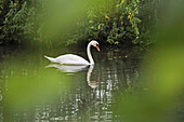 Schwan auf dem Fluss Eure, Departement Eure-et-Loir, Region Centre-Val de Loire, Frankreich, Europa