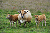 Cattle in Aubrac plateau,Lozere departement,Languedoc-Roussillon region,Occitanie,France,Europe