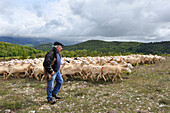 Shepherd and flock of sheep on the Causse de Campestre,Southern Cevennes,Gard department,Languedoc-Roussillon region,France,Europe