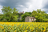 Sunflowers field at Mercues near Cahors, Lot department, region of Midi-Pyrenees, Occitanie, southwest of France, Europe