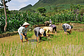 Planting out in paddy-field, around Viet Lam, Ha Giang province, Northern Vietnam, Southeast Asia