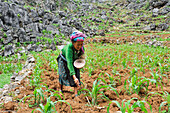 H'mong woman putting fertilizer on each corn young plant, Corn and hemp terrace fields in Sa Phyn valley, around Dong Van, Ha Giang province, Northern Vietnam, Southeast Asia