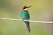 Europaeischer Bienenfresser, Merops apiaster, adulter Vogel sitzt auf einem Ast, Sachsen, Deutschland