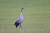  Grey crane, Grus grus, adult crane on a meadow, summer, Schleswig-Holstein, Germany 
