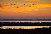 Cranes, Grus grus, Grey cranes, birds in sleeping waters, sunrise, Western Pomerania Lagoon Area National Park, Mecklenburg-Western Pomerania, Germany 
