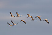 Cranes, Grus grus, Grey cranes in flight, autumn, Mecklenburg-Western Pomerania, Germany 